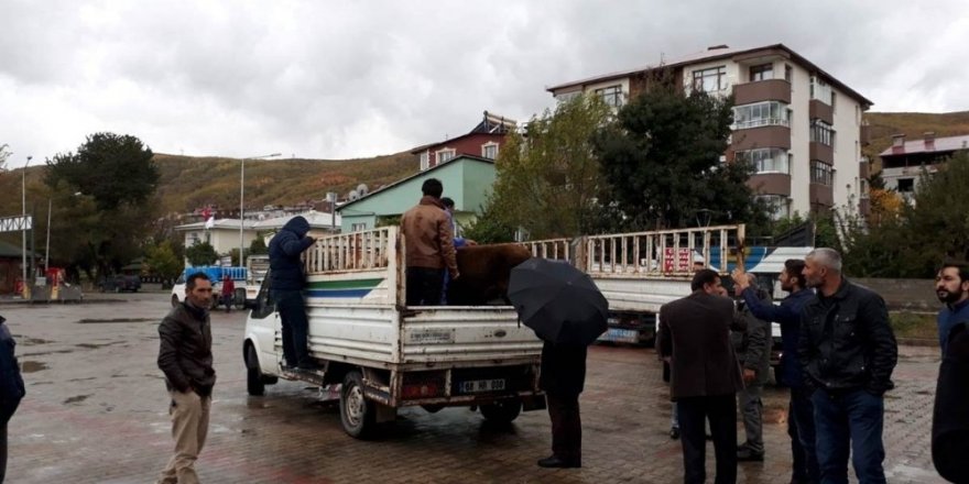 Genç çiftçilere büyükbaş hayvan dağıtımı