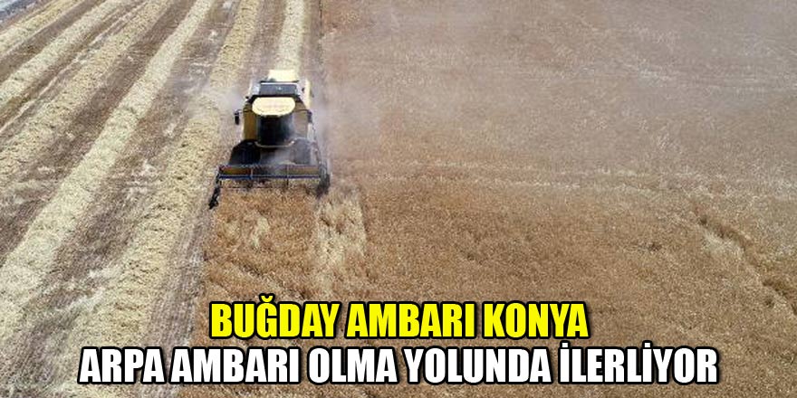 Buğday ambarı Konya Ovası, arpa ambarı olma yolunda ilerliyor