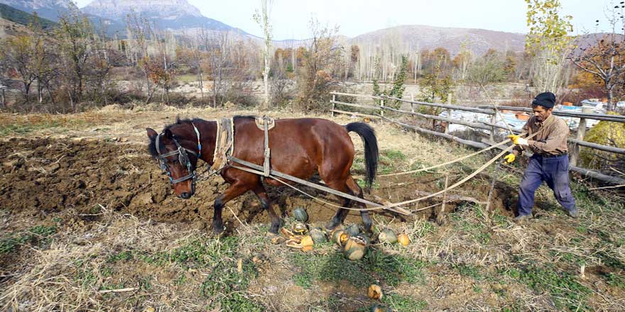 Ailesinin ekmeğini "kara saban" ile çıkarıyor