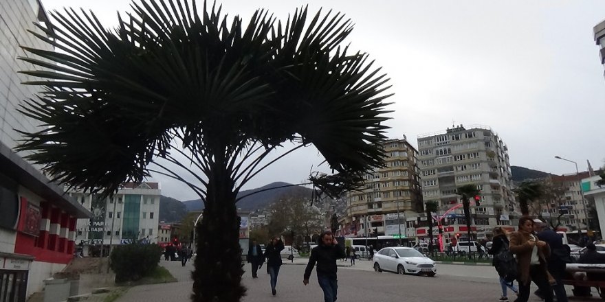 Bursa’da lodos hayatı felç etti