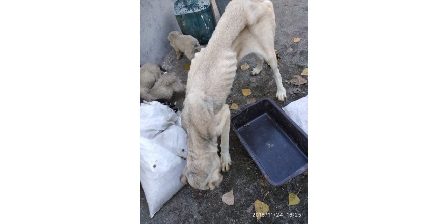 Yavruları ile birlikte sokağa terk ettiler, hayvanseverler sahip çıktı