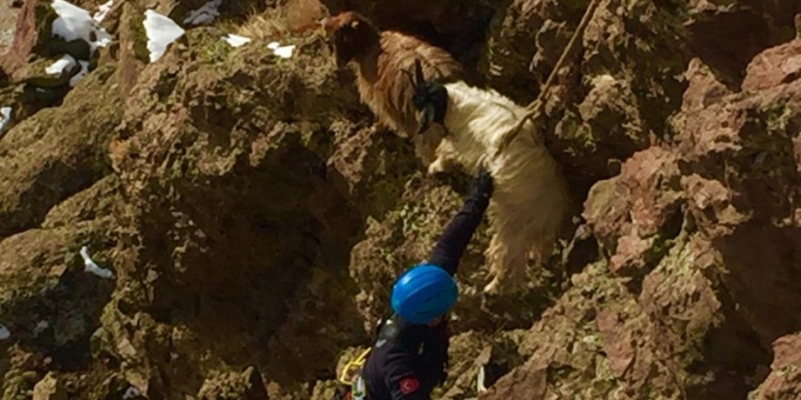 Van’da keçi kurtarma operasyonu