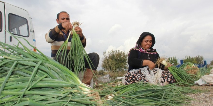 Soğanın kurusu cep yakınca, tazesine ilgi arttı