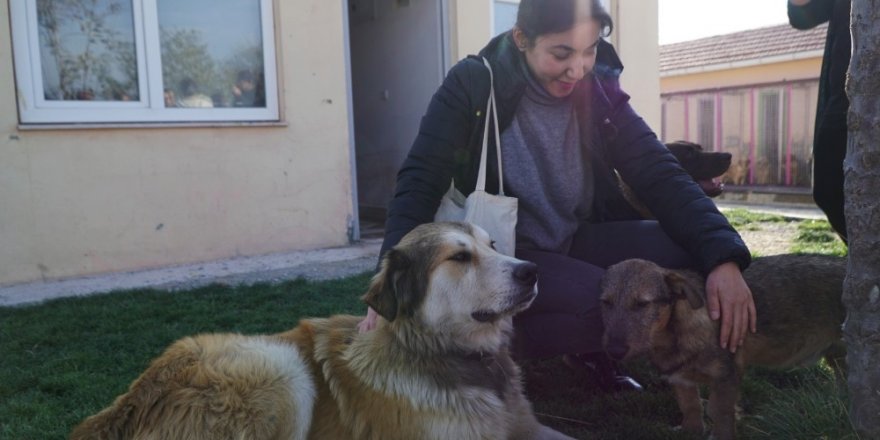 ODTÜ’lü öğrenciler sokak hayvanları için tasarlayacak