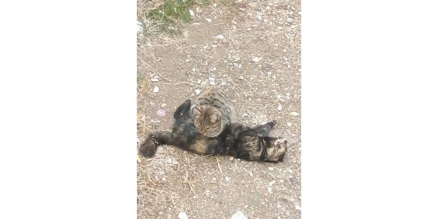 Ölen kardeşinin başından ayrılmadı