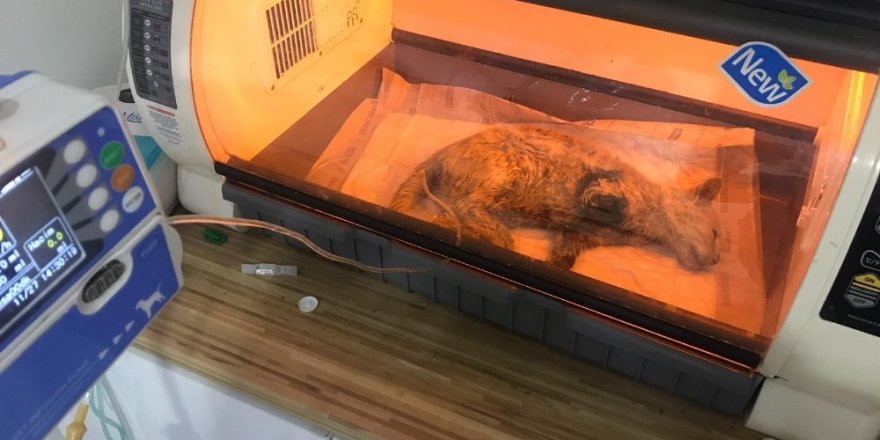 Ayakları kesik halde bulunan kedi hayatını kaybetti