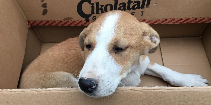Yaralı köpeği öğrenciler tedavi ettirdi
