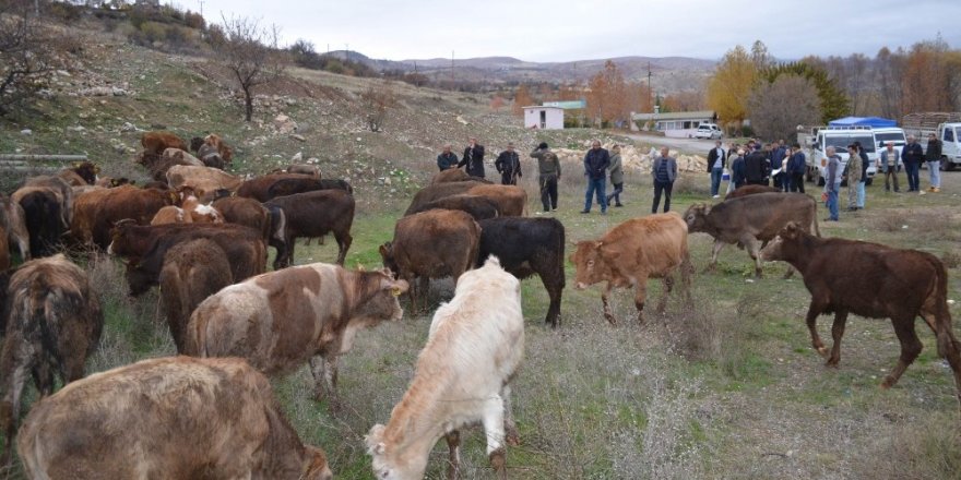 Çemişgezek’te genç çiftçilere 60 adet büyükbaş hayvan verildi