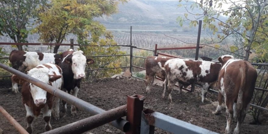 Çaldıkları parayla besihane kurdular