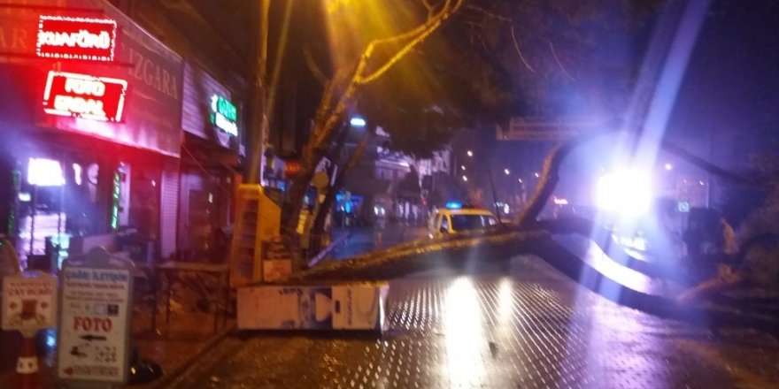 Asırlık çam ağacı yağışa dayanamadı