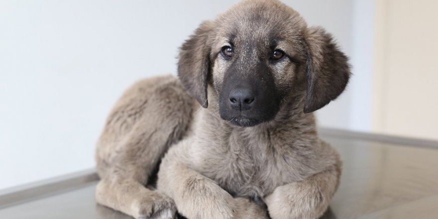 Yavru köpeğin bağırsağından vida çıktı