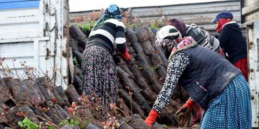 Sason’da 20 bin fıstık fidanı dağıtıldı