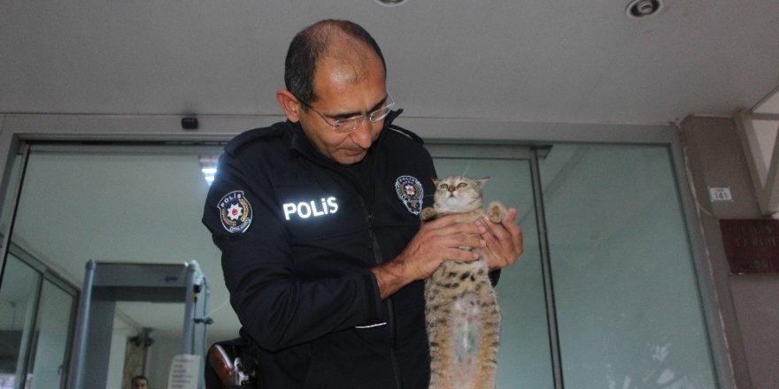 Ameliyatlı halde sığındığı karakolun maskotu oldu