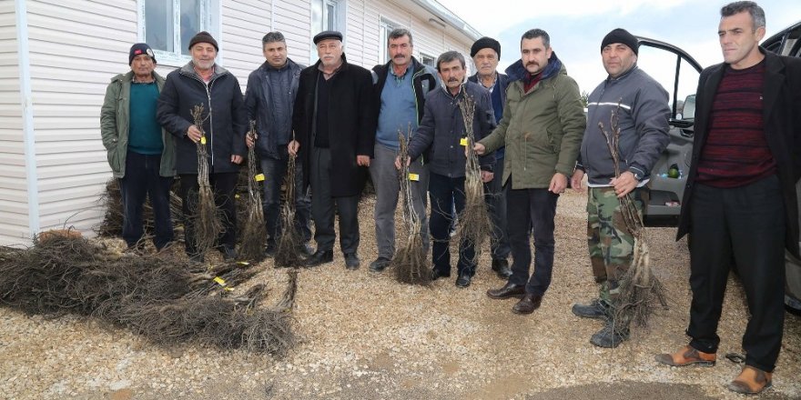 Köylüye 60 bin adet ceviz fidanı