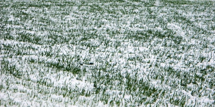 Meteoroloji’den zirai don uyarısı