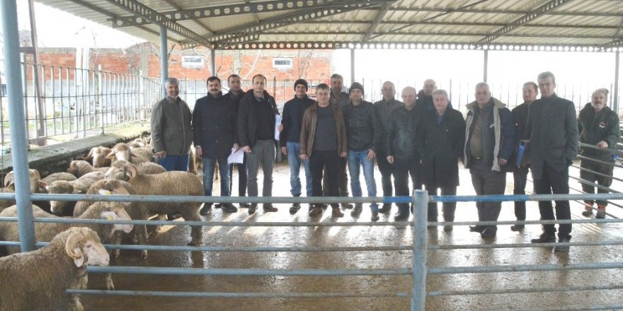 Yetiştiriciler, koçlarını teslim aldı