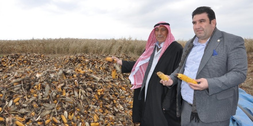 Kızıltepe’de mısır tarlada kaldı