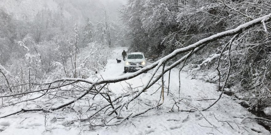 Kar yağışı ağaçları devirdi, elektrik hatlarına zarar verdi