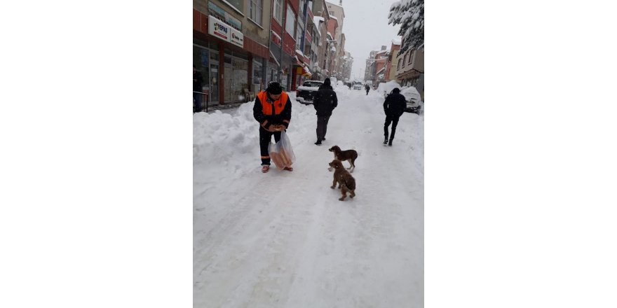 Karda aç kalan hayvanlar için belediye seferber oldu