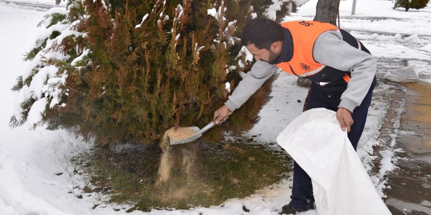 Selçuklu Belediyesi soğuk havada sokak hayvanlarını unutmadı