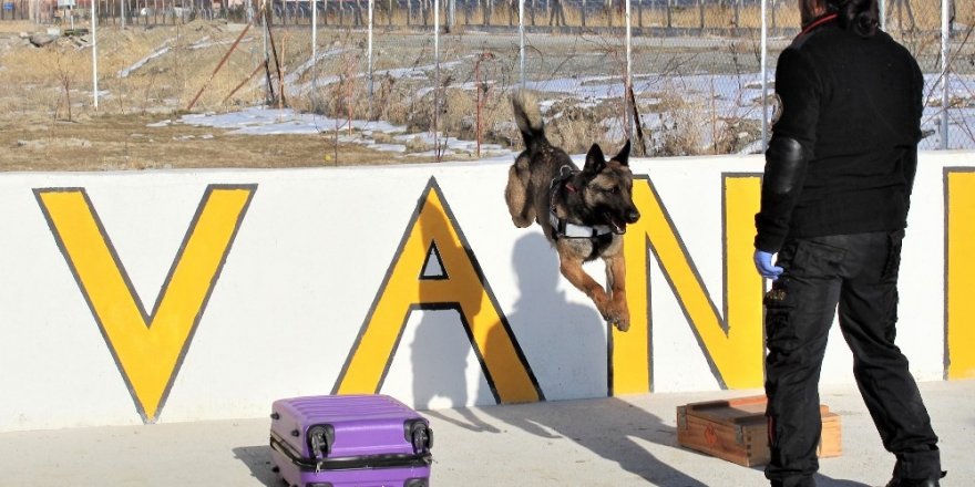 Dedektör köpekler zehir tacirlerinin korkulu rüyası oldu