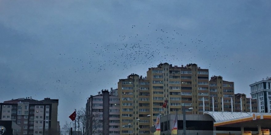 Kuşların gökyüzünde dansı, görsel şölen oluşturdu