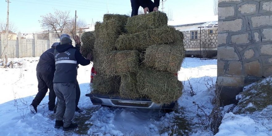 Elazığ’da yaban keçileri için yem bırakıldı