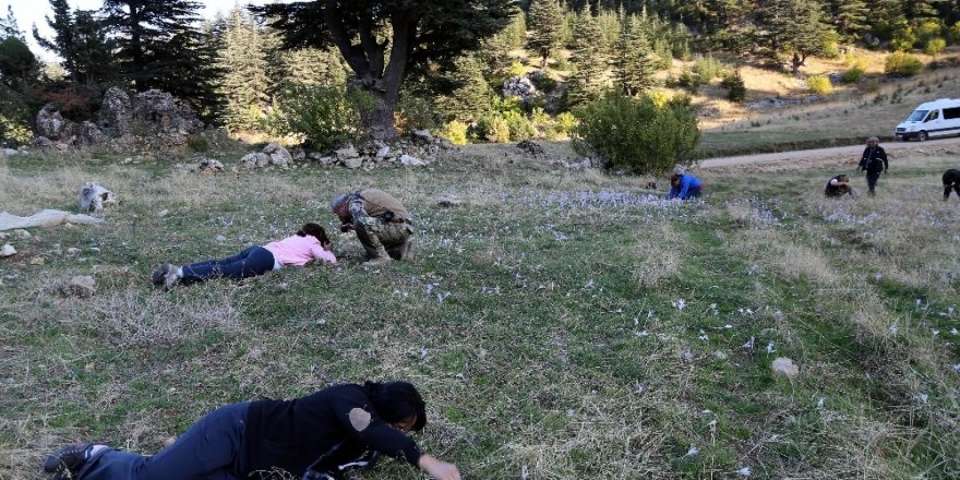 Adana’daki 470 çeşit endemik bitki 15 yıl süren emekle kitaplaştırıldı