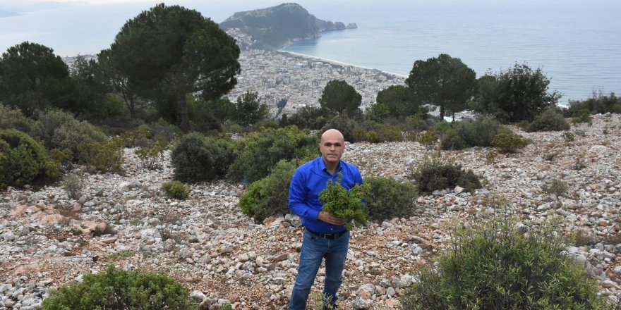 "Cistus" bitkisi gıdaların raf ömrünü uzatıyor