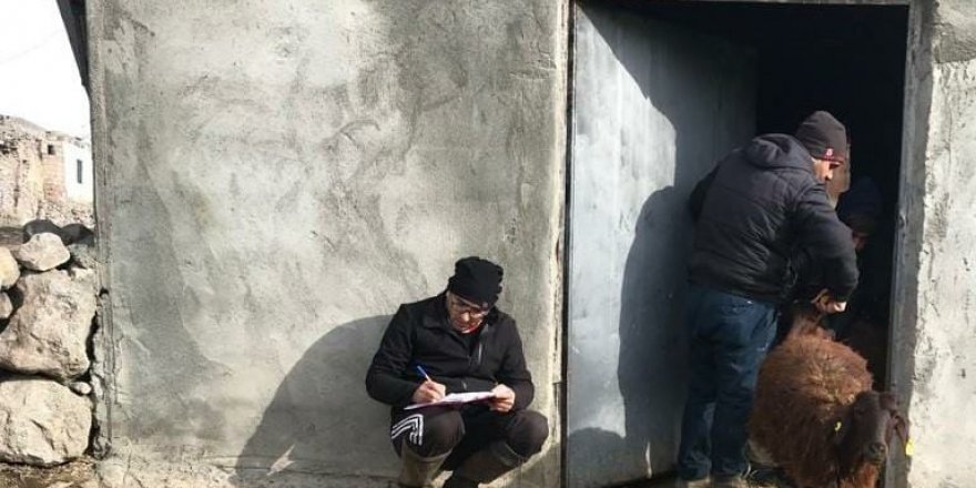 Iğdır’da hayvan tespit çalışmaları