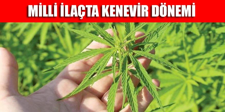 Milli ilaçta kenevir dönemi... Kanser ve ALS...