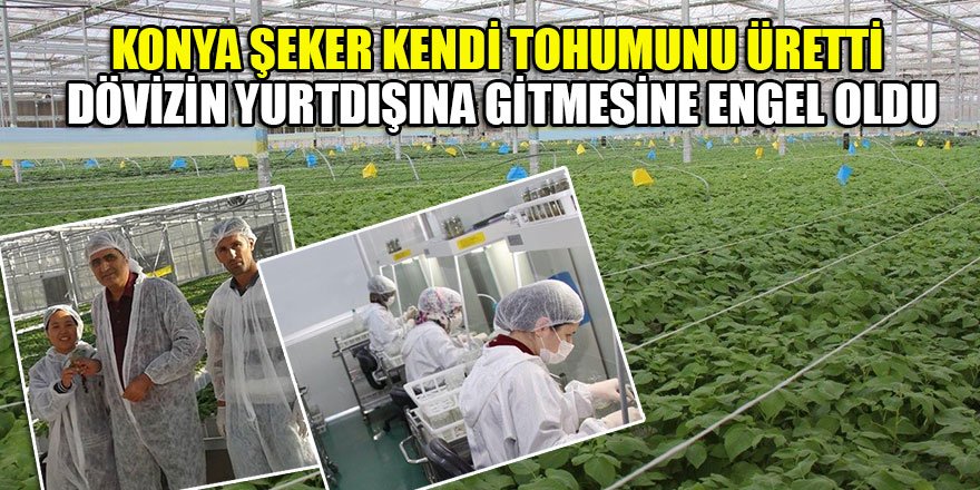 Konya Şeker Kendi Tohumunu Üretti,Milyonlarca Liralık Dövizin Yurtdışına Gitmesine Engel Oldu