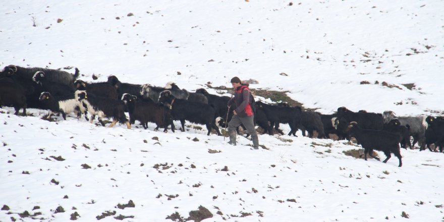 Keçi sürülerinin kar üstündeki yürüyüşü