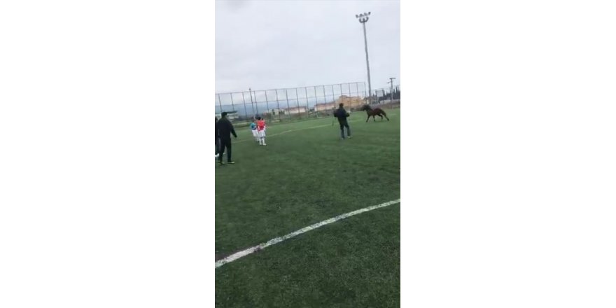 Futbol turnuvasında sahaya giren at korku dolu anlar yaşattı