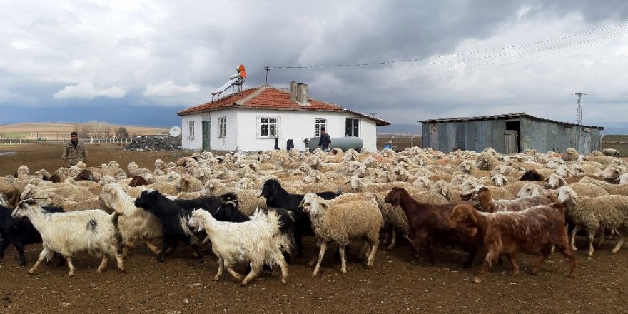 Kuzuların annelerine kavuşma anı