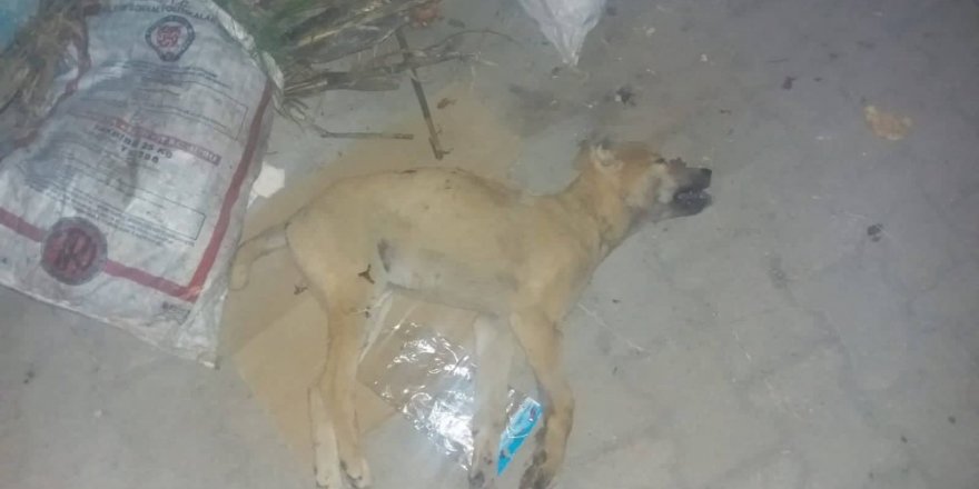 Köpeği yaralayıp çöpe attı, “Tavuklarıma saldırdı” dedi
