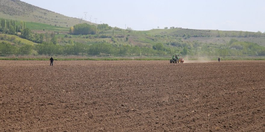 Tokat’ta 200 kilo kenevir tohumu toprakla buluştu