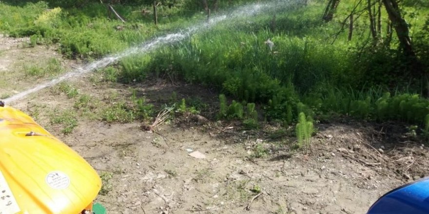 Sapanca’da larva ilaçlamaları başladı