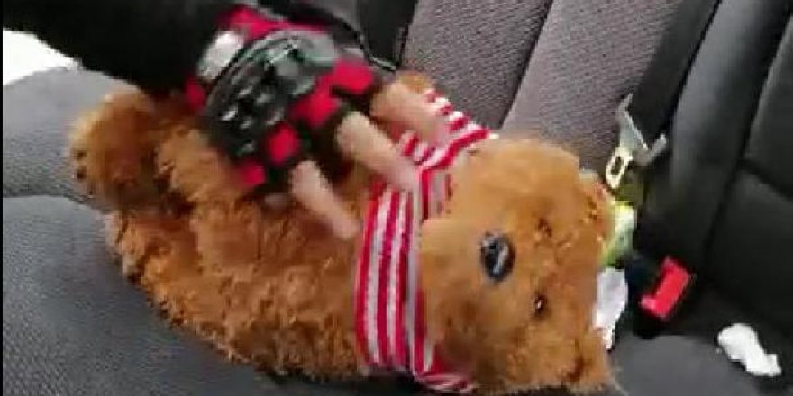 Otomobilde, oyuncak ayı içinde ruhsatsız tabanca ele geçirildi