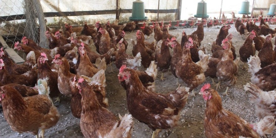 Tavuklar Müslüm Babayla kavgayı bıraktı, yumurtlamaya başladı