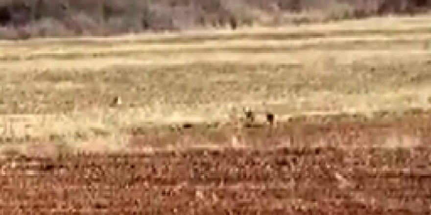 Nadir görülüyordu, 3’ünü bir arada görüntüledi