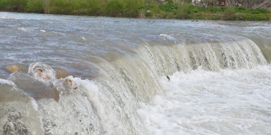 Göç yolundaki balıklar şelaleye takıldı
