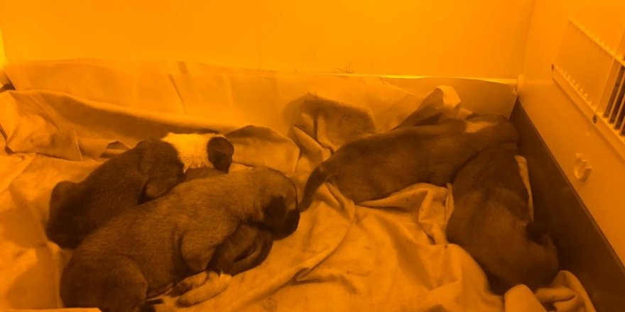 Yavru köpekler ölüme terk edilmiş halde bulundu