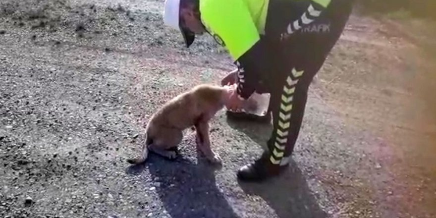 Kafasına geçirilen bidonla dolaşan köpeği polis kurtardı