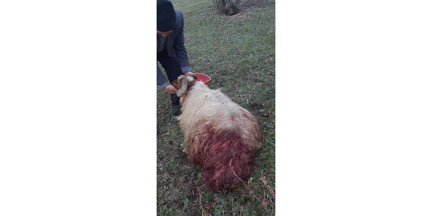 Ahıra giren aç ayı koyunlara saldırdı