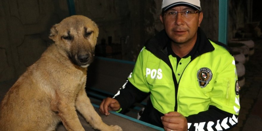 Yaralı köpeğe polis sahip çıktı