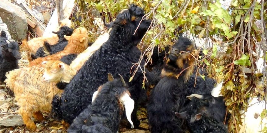 Hakkarili besiciler oğlakları meşe dallarıyla besliyor