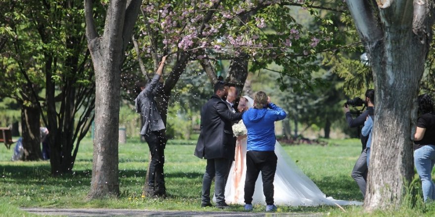 Albüm için ağaçların çiçeklerini döktüler