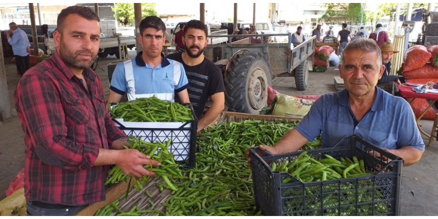 Bezelye üreticinin yüzünü güldürüyor