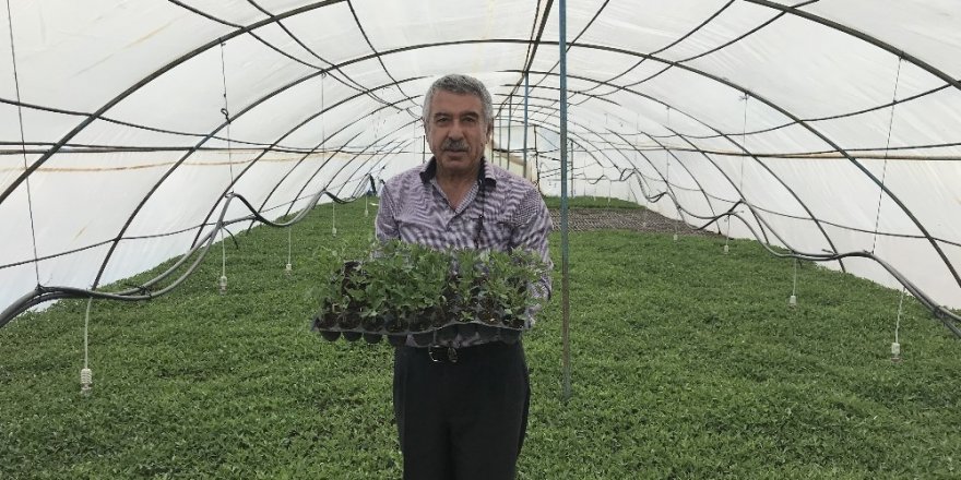 Bu köyde herkes geçimini fide yetiştiriciliğinden sağlıyor